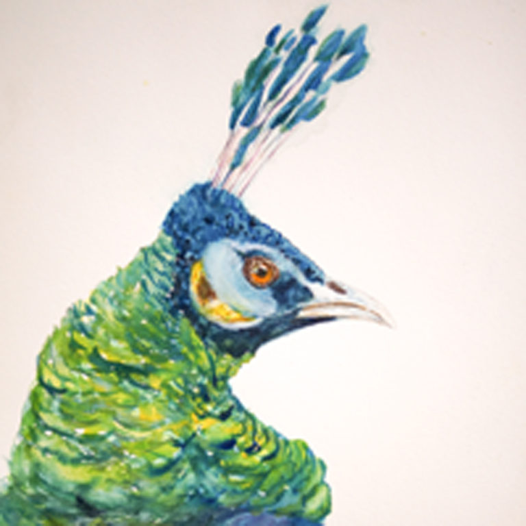 Peacock 9 X 12 $250